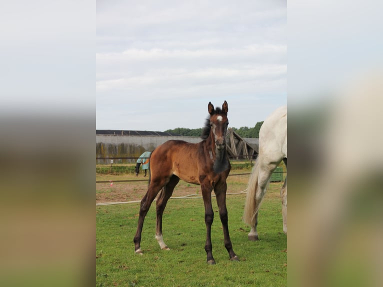 Zangersheider Mare  Gray in Wanssum