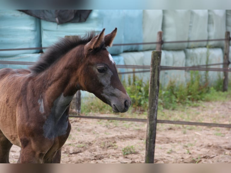 Zangersheider Mare  Gray in Wanssum