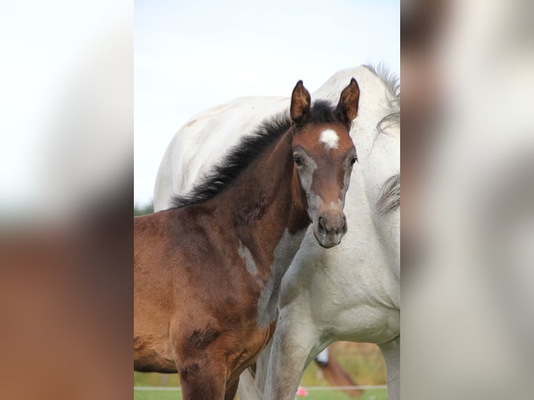 Zangersheider Mare  Gray in Wanssum