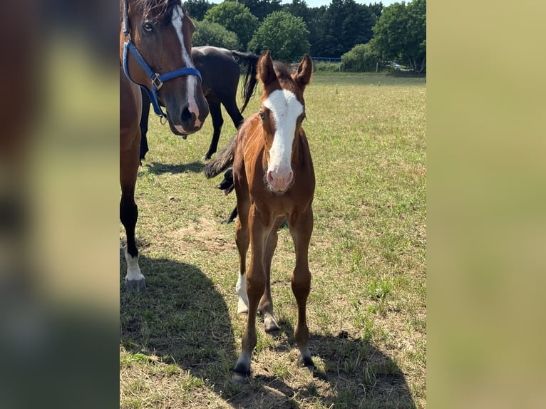 Zangersheider Mix Mare Foal (06/2026) Leopard-Piebald in Swietakowo