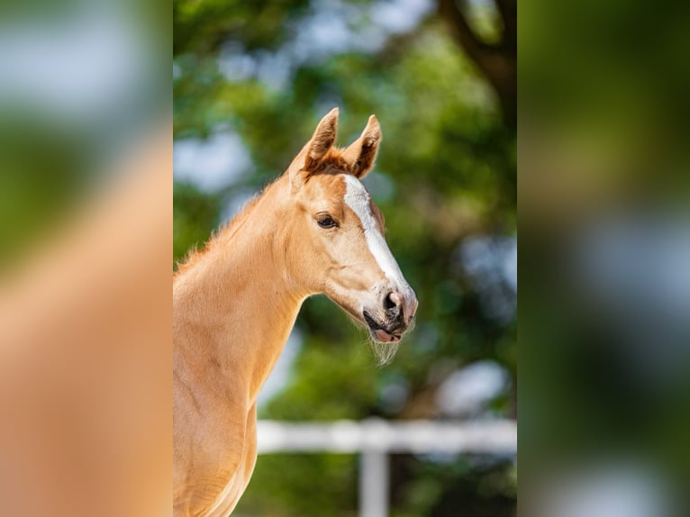 Zangersheider Mare Foal (05/2026) Palomino in Swiekatowo