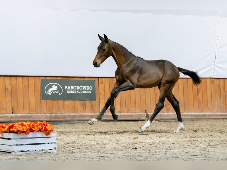 Zangersheider Mare Foal (04/2025) in Babor&#xF3;wko