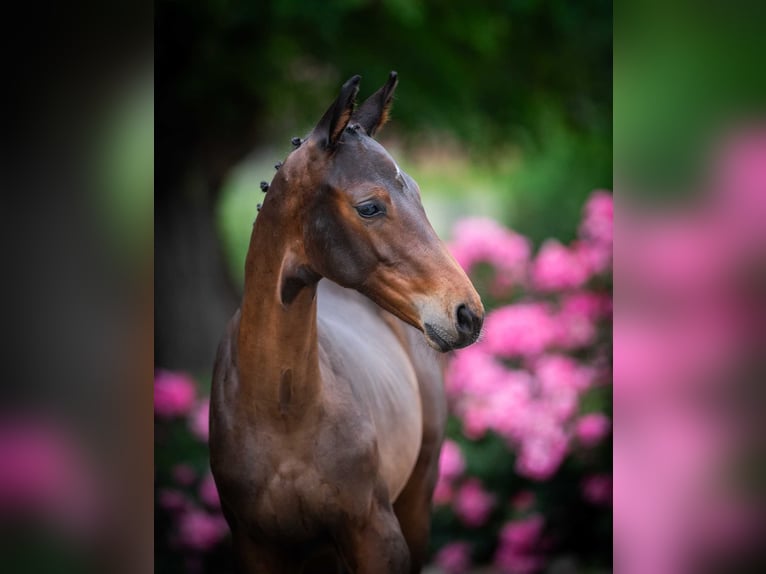 Zangersheider Mare Foal (04/2025) in Babor&#xF3;wko
