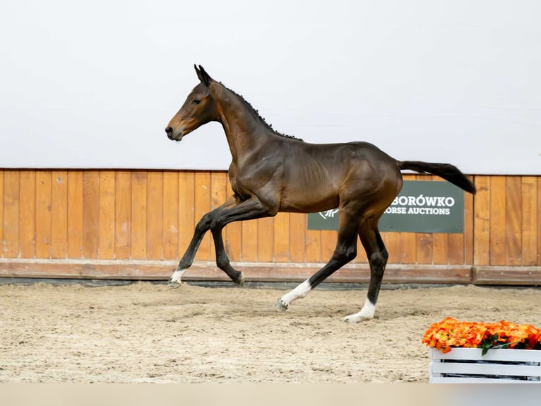 Zangersheider Mare Foal (04/2025) in Babor&#xF3;wko