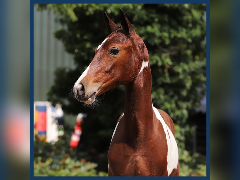 Zangersheider Mare Foal (05/2024) in Gieten