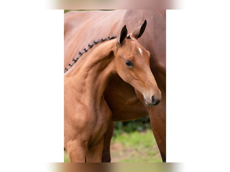 Zangersheider Mare Foal (06/2025) in Heerde