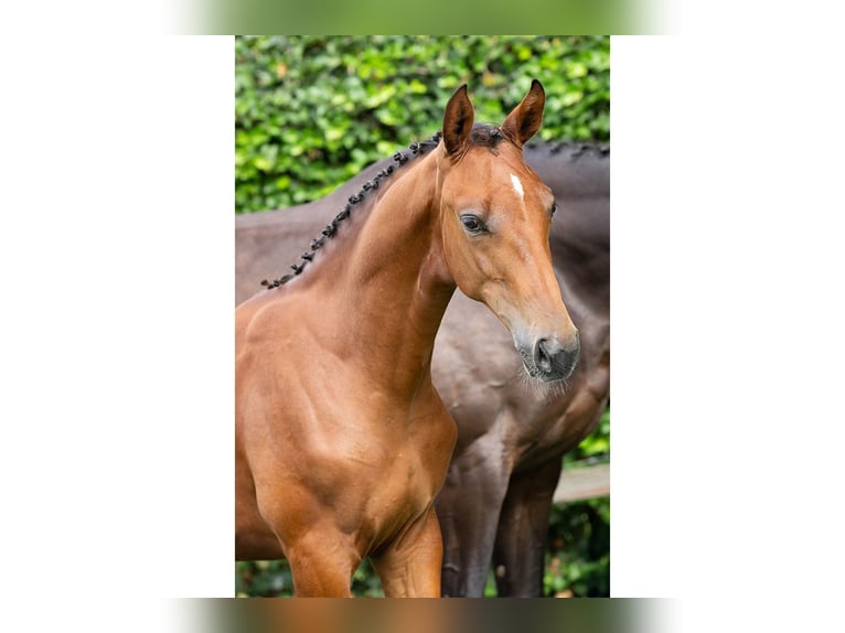 Zangersheider Mare Foal (03/2025) in Heerde