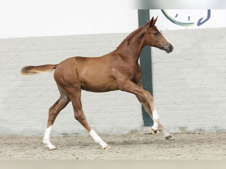 Zangersheider Mare Foal (05/2025) in Heerde