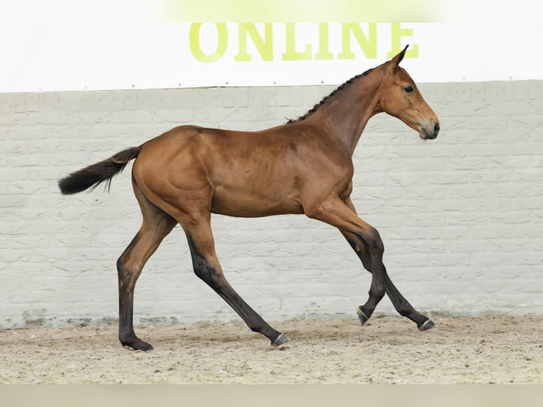 Zangersheider Mare  in Heerde