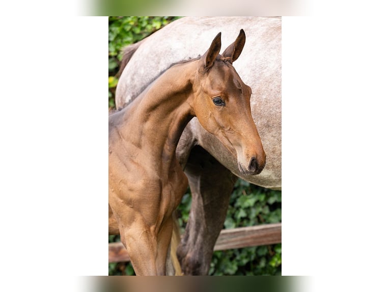 Zangersheider Mare Foal (06/2025) in Heerde