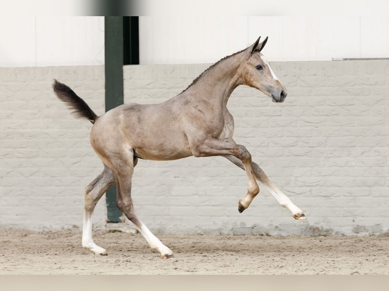 Zangersheider Mare  in Heerde