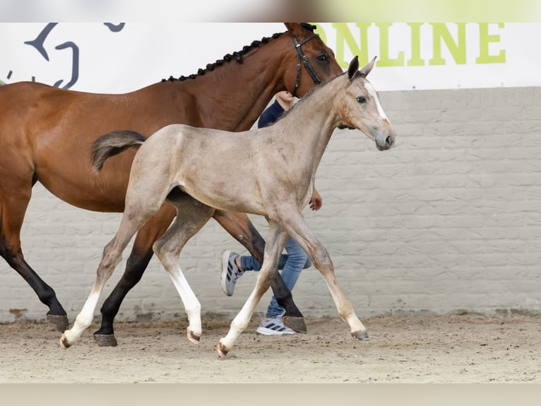 Zangersheider Mare  in Heerde