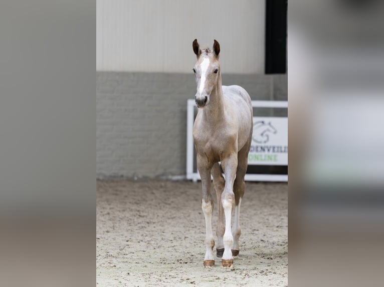 Zangersheider Mare  in Heerde