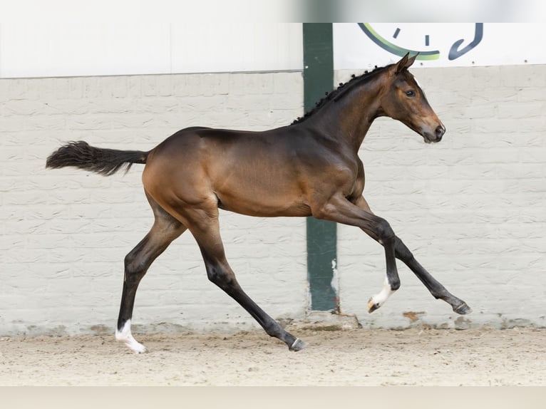 Zangersheider Mare  in Heerde