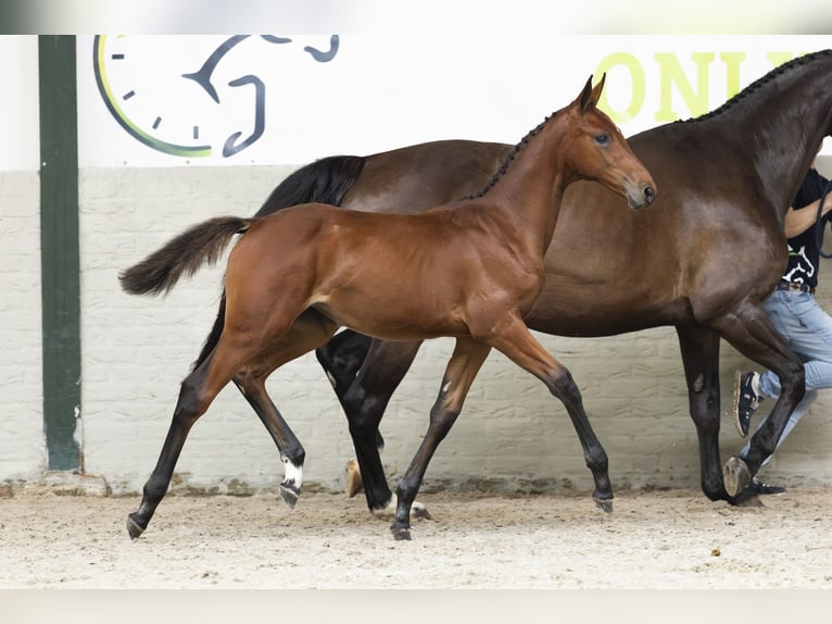 Zangersheider Mare Foal (05/2025) in Heerde