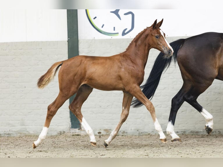 Zangersheider Mare Foal (05/2025) in Heerde