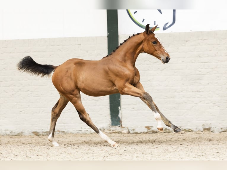 Zangersheider Mare Foal (05/2025) in Heerde