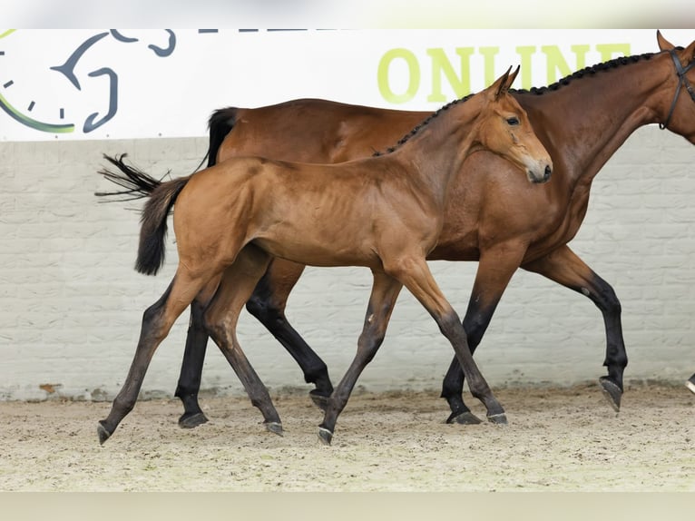 Zangersheider Mare  in Heerde