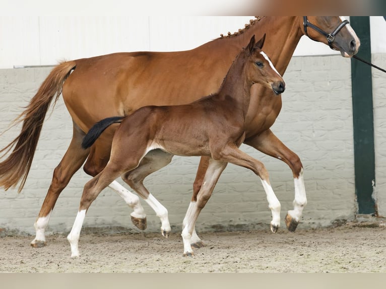 Zangersheider Mare  in Heerde