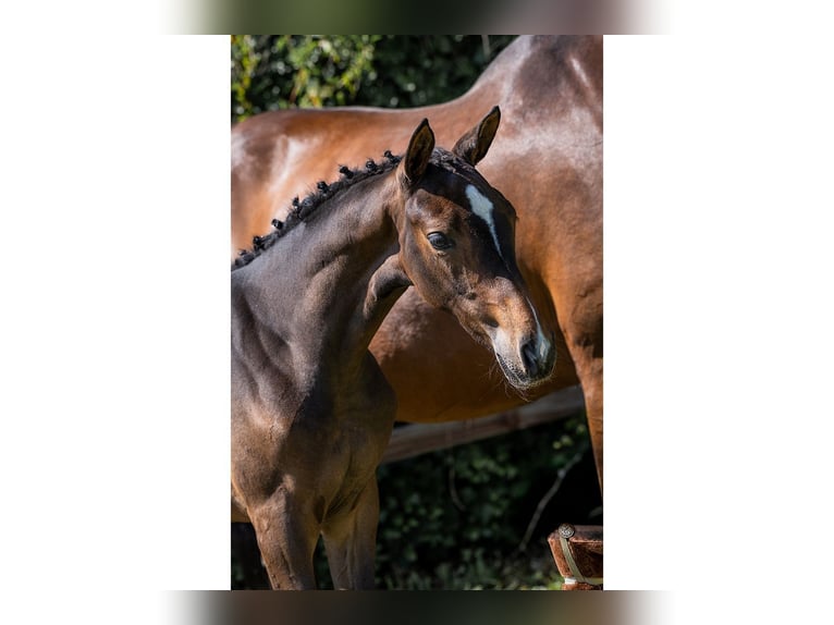 Zangersheider Mare  in Heerde