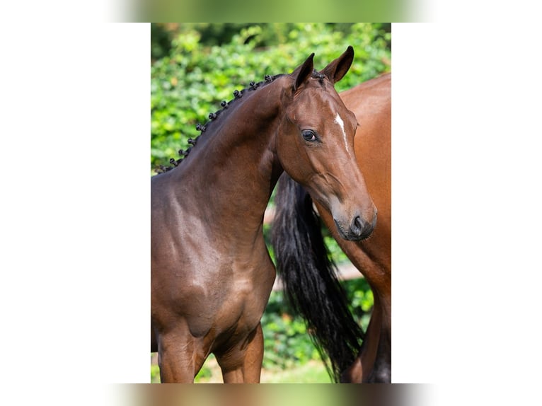 Zangersheider Mare Foal (02/2025) in Heerde