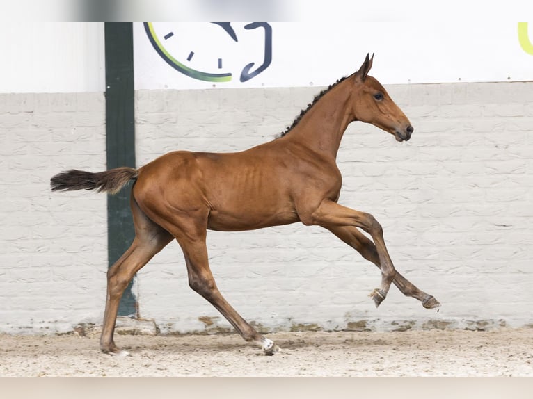 Zangersheider Mare Foal (06/2025) in Heerde