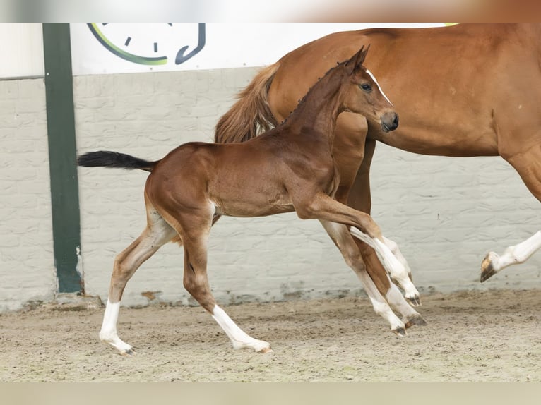 Zangersheider Mare  in Heerde