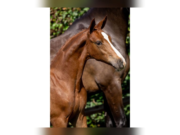 Zangersheider Mare Foal (05/2025) in Heerde