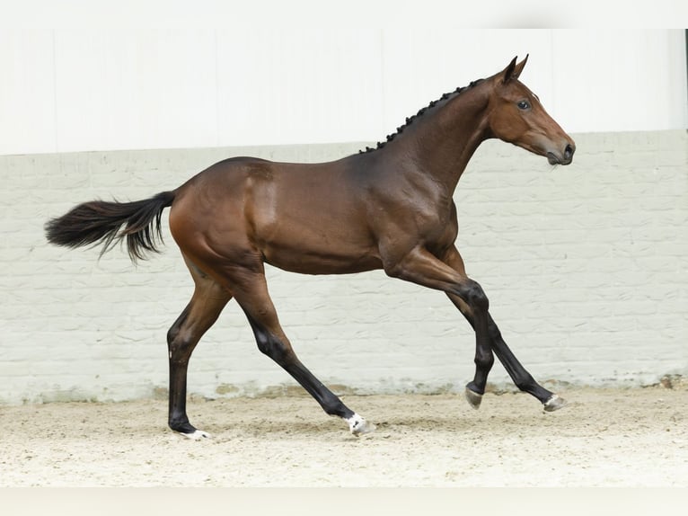Zangersheider Mare Foal (02/2025) in Heerde