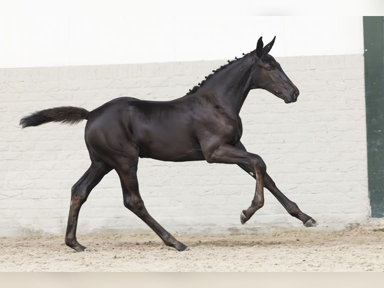 Zangersheider Mare Foal (05/2025) in Heerde