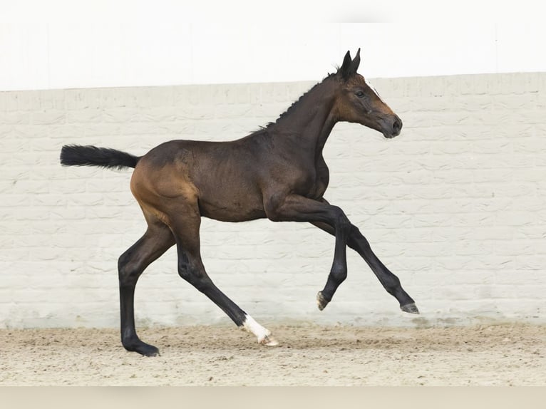 Zangersheider Mare Foal (05/2025) in Heerde