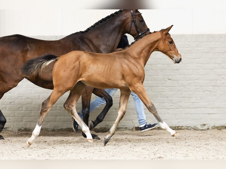 Zangersheider Mare Foal (05/2025) in Heerde