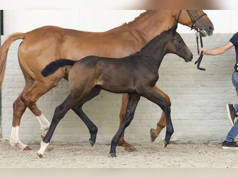 Zangersheider Mare Foal (05/2025) in Heerde