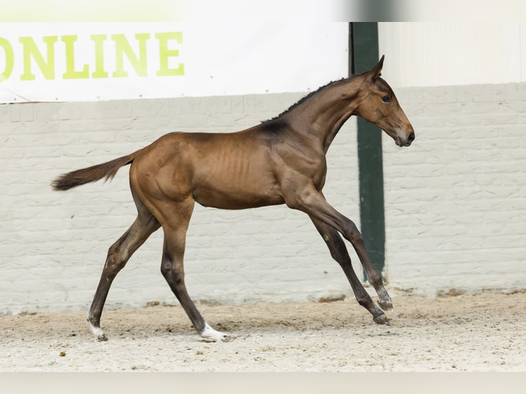 Zangersheider Mare Foal (06/2025) in Heerde