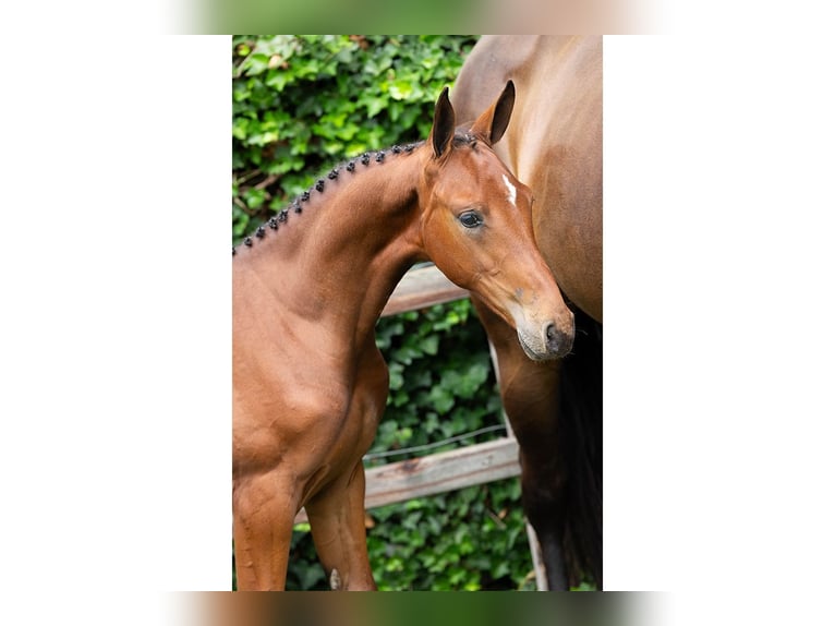 Zangersheider Mare Foal (05/2025) in Heerde