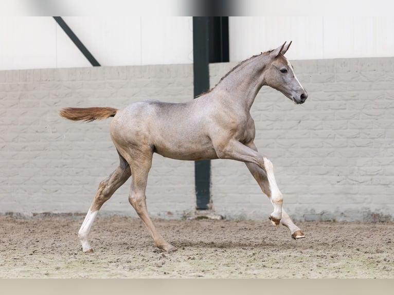 Zangersheider Mare  in Heerde