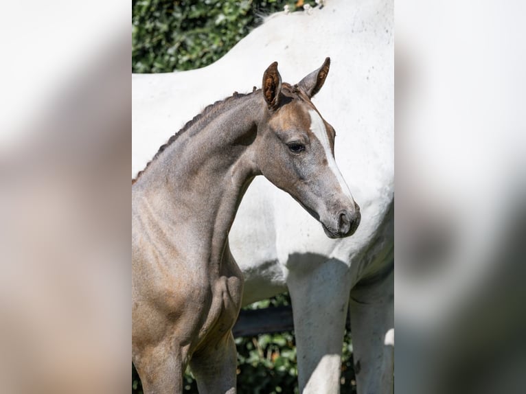 Zangersheider Mare  in Heerde