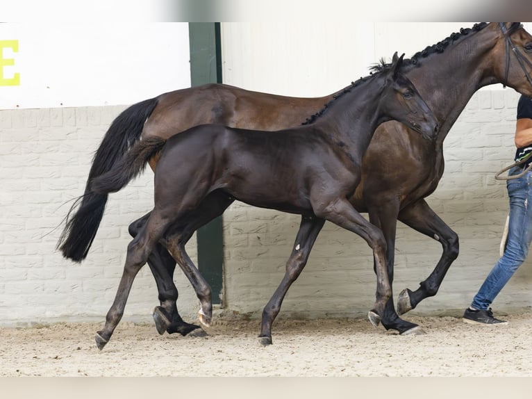 Zangersheider Mare Foal (05/2025) in Heerde