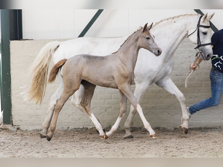 Zangersheider Mare  in Heerde