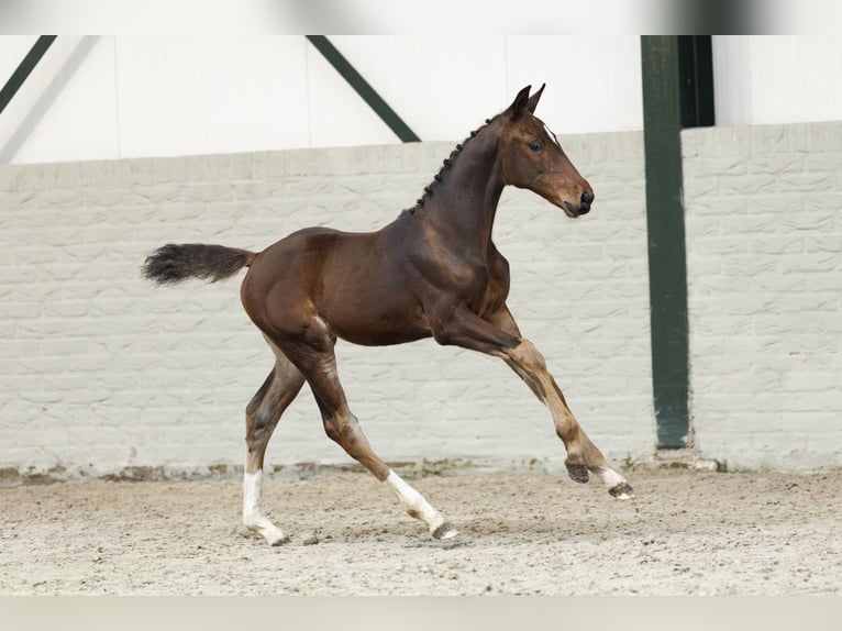 Zangersheider Mare Foal (06/2025) in Heerde