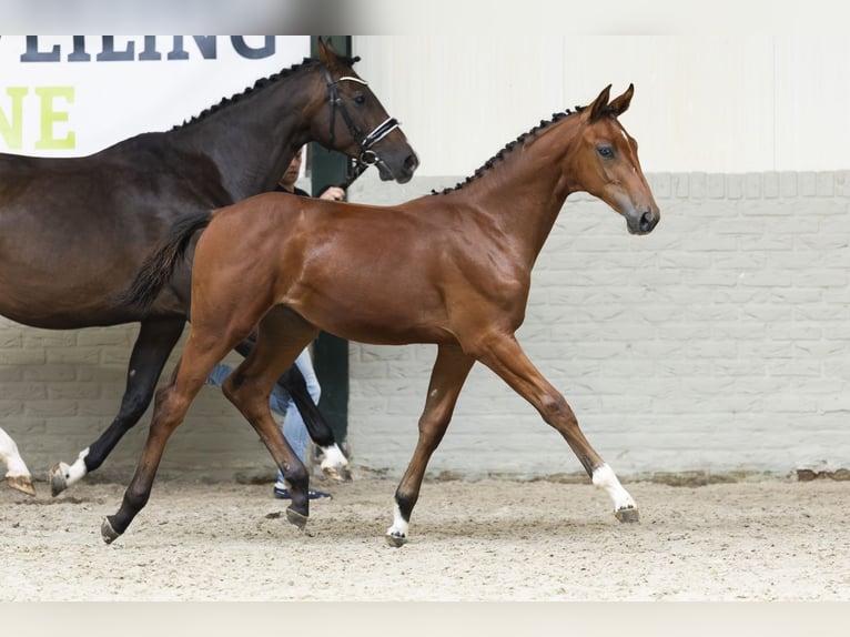 Zangersheider Mare Foal (03/2025) in Heerde