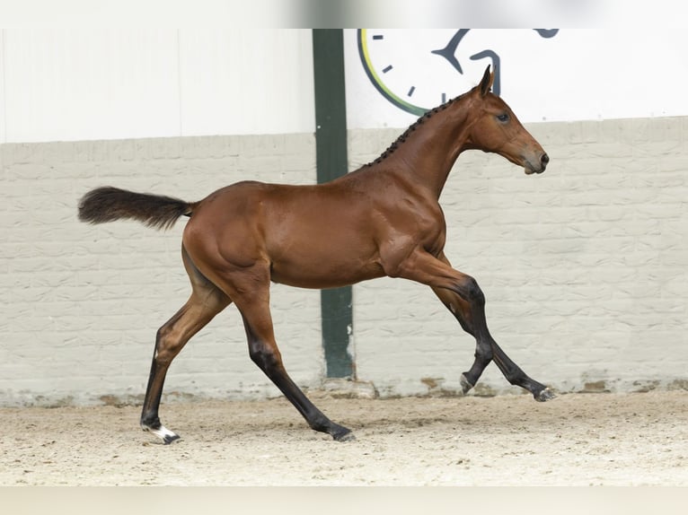Zangersheider Mare Foal (05/2025) in Heerde
