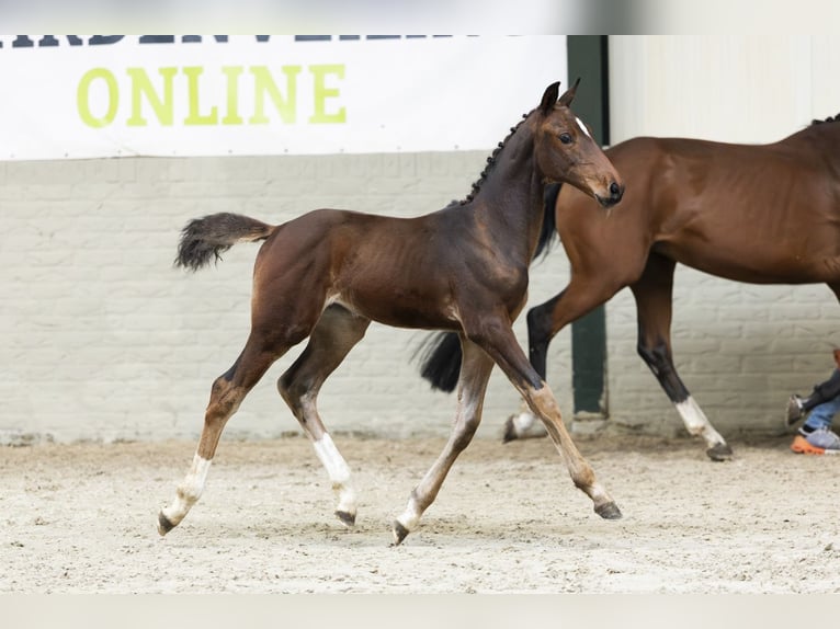 Zangersheider Mare Foal (06/2025) in Heerde