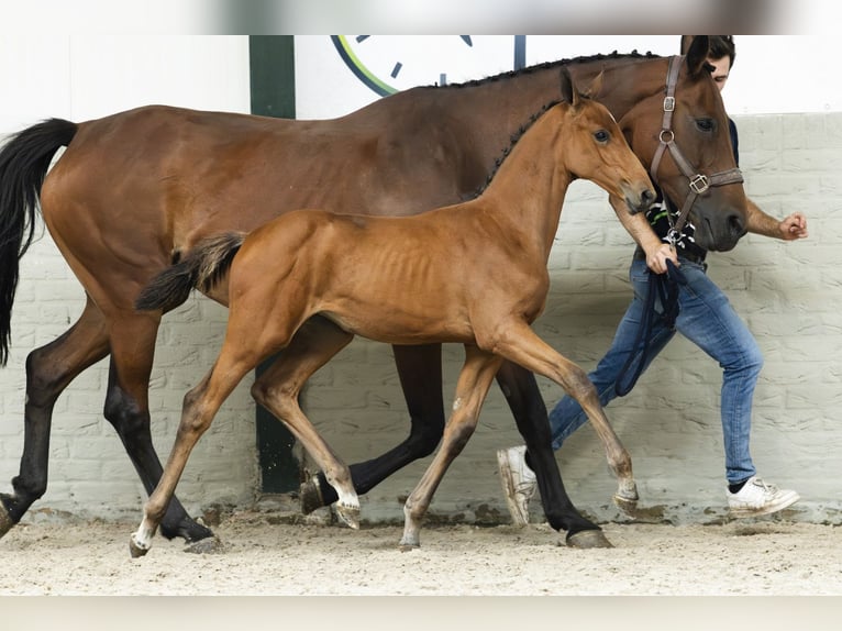 Zangersheider Mare Foal (06/2025) in Heerde
