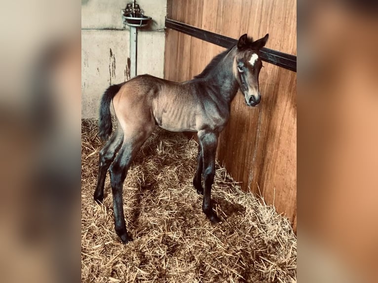 Zangersheider Mare Foal (03/2026)  in LIEGE
