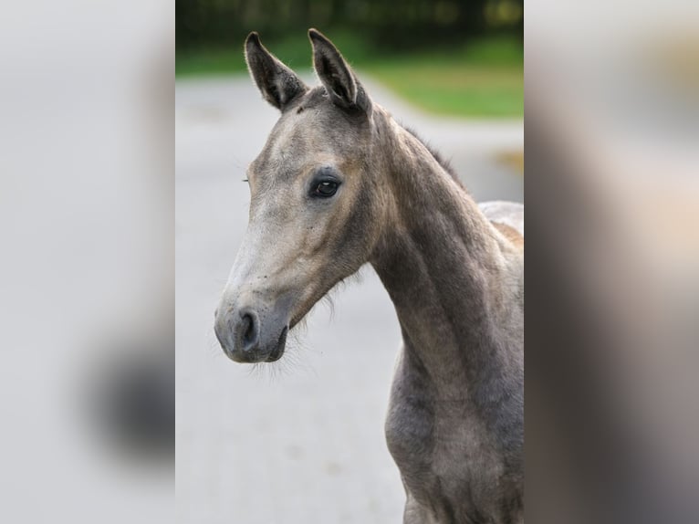 Zangersheider Mare Foal (06/2025) in Zelle