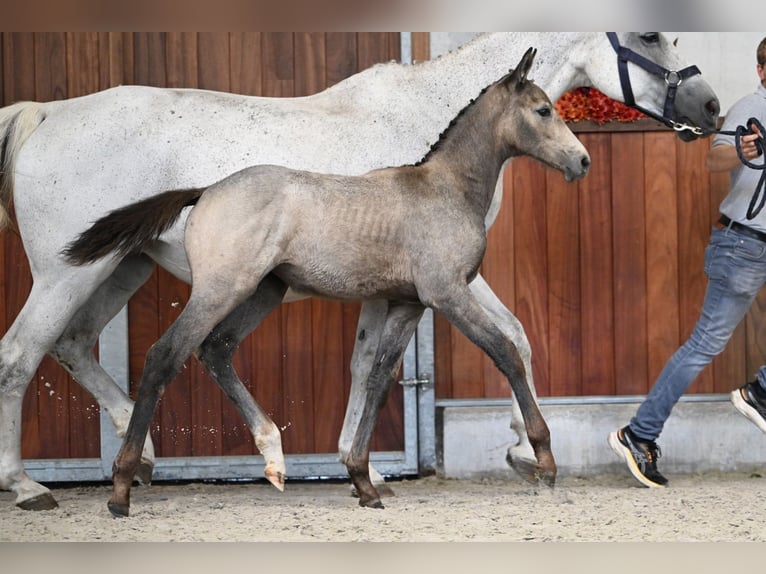Zangersheider Mare Foal (06/2025) in Zelle