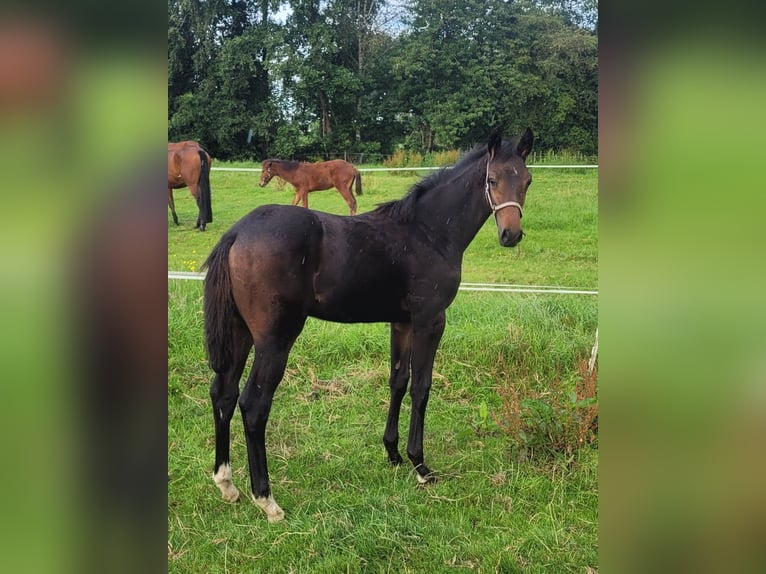 Zangersheider Mix Mare Foal (04/2025) Smoky-Black in De Wilp