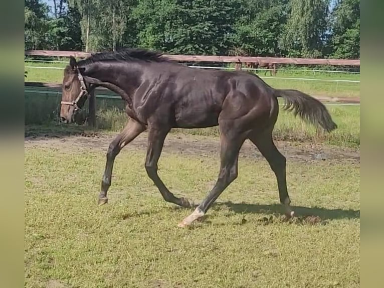 Zangersheider Mix Mare Foal (04/2025) Smoky-Black in De Wilp