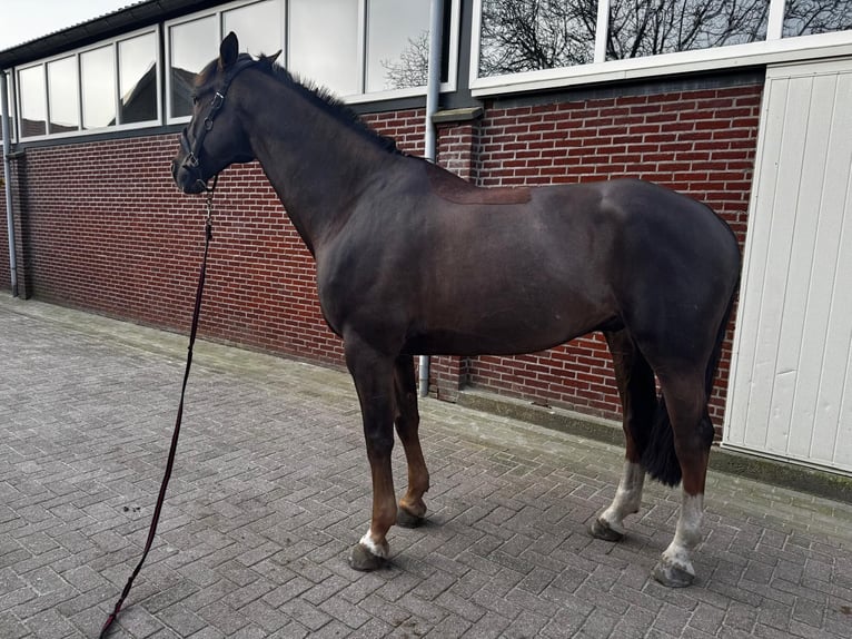 Zangersheider Stallion 10 years 13.1 hh Chestnut-Red in Tullins